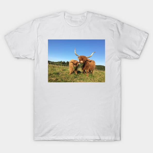 Scottish Highland Cattle Cow and Calf 1529 T-Shirt by SaarelaHighland